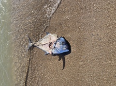 Alectis ciliaris