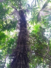 Cryosophila stauracantha