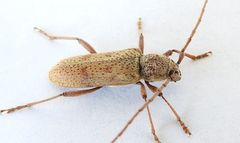 Brothylus gemmulatus