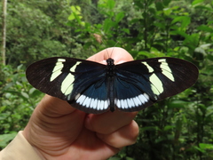 Heliconius cydno cydnides