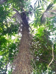 Cryosophila stauracantha