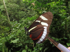 Heliconius cydno cydnides