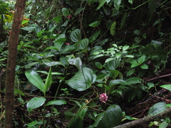 Miconia platyphylla