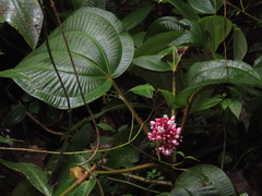 Miconia platyphylla