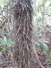 Cryosophila stauracantha