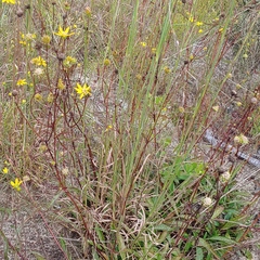 Helianthus longifolius