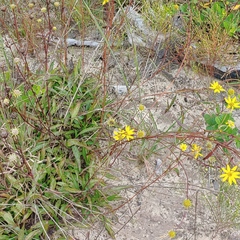Helianthus longifolius