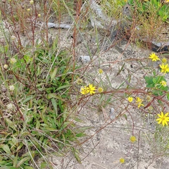 Helianthus longifolius