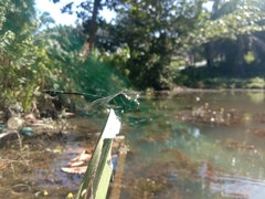 Ictinogomphus decoratus