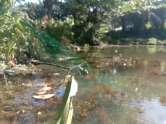 Ictinogomphus decoratus