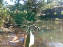 Ictinogomphus decoratus
