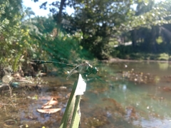 Ictinogomphus decoratus