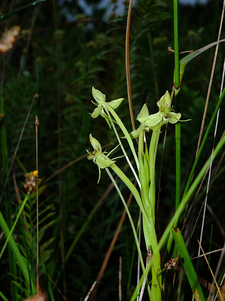 Habenaria longicauda