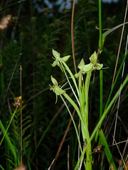 Habenaria longicauda