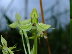 Habenaria longicauda