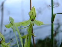 Habenaria longicauda