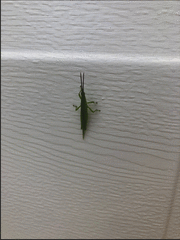 Atractomorpha australis