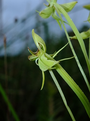Habenaria longicauda