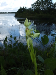 Habenaria longicauda