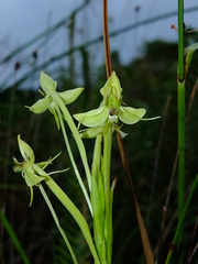 Habenaria longicauda