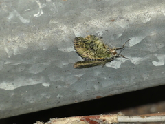 Cryptochrysa auripennis