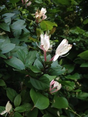 Lonicera