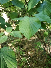 Viburnum molle