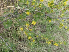 Ribes aureum