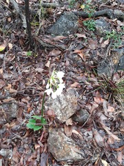 Proiphys cunninghamii