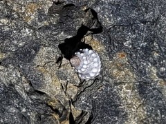 Echinolittorina pascua