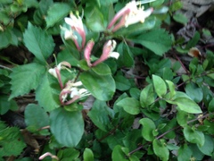 Lonicera