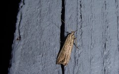 Anisoplaca ptyoptera