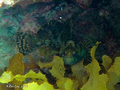 Chironemus maculosus