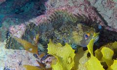 Chironemus maculosus