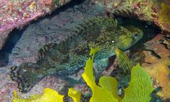 Chironemus maculosus