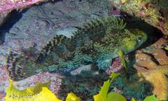 Chironemus maculosus