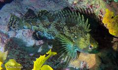 Chironemus maculosus