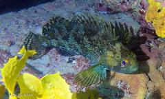 Chironemus maculosus