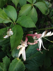 Lonicera