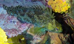 Chironemus maculosus