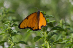 Danaus chrysippus dorippus