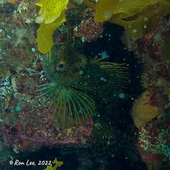 Chironemus maculosus