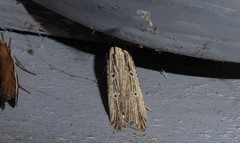Anisoplaca ptyoptera