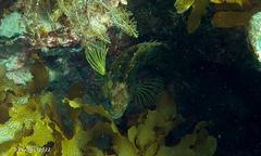 Chironemus maculosus