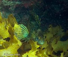 Chironemus maculosus