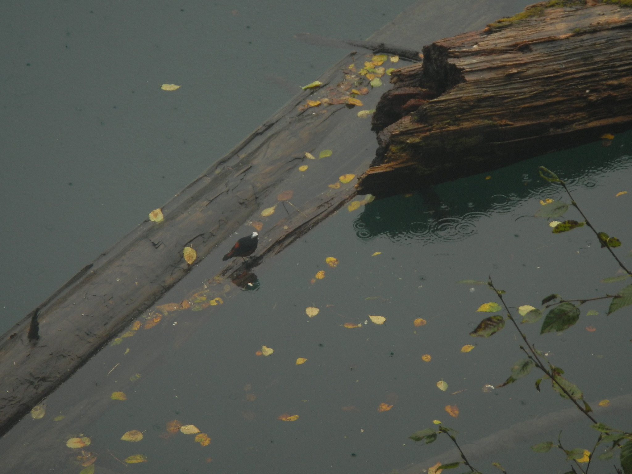 White-capped Redstart