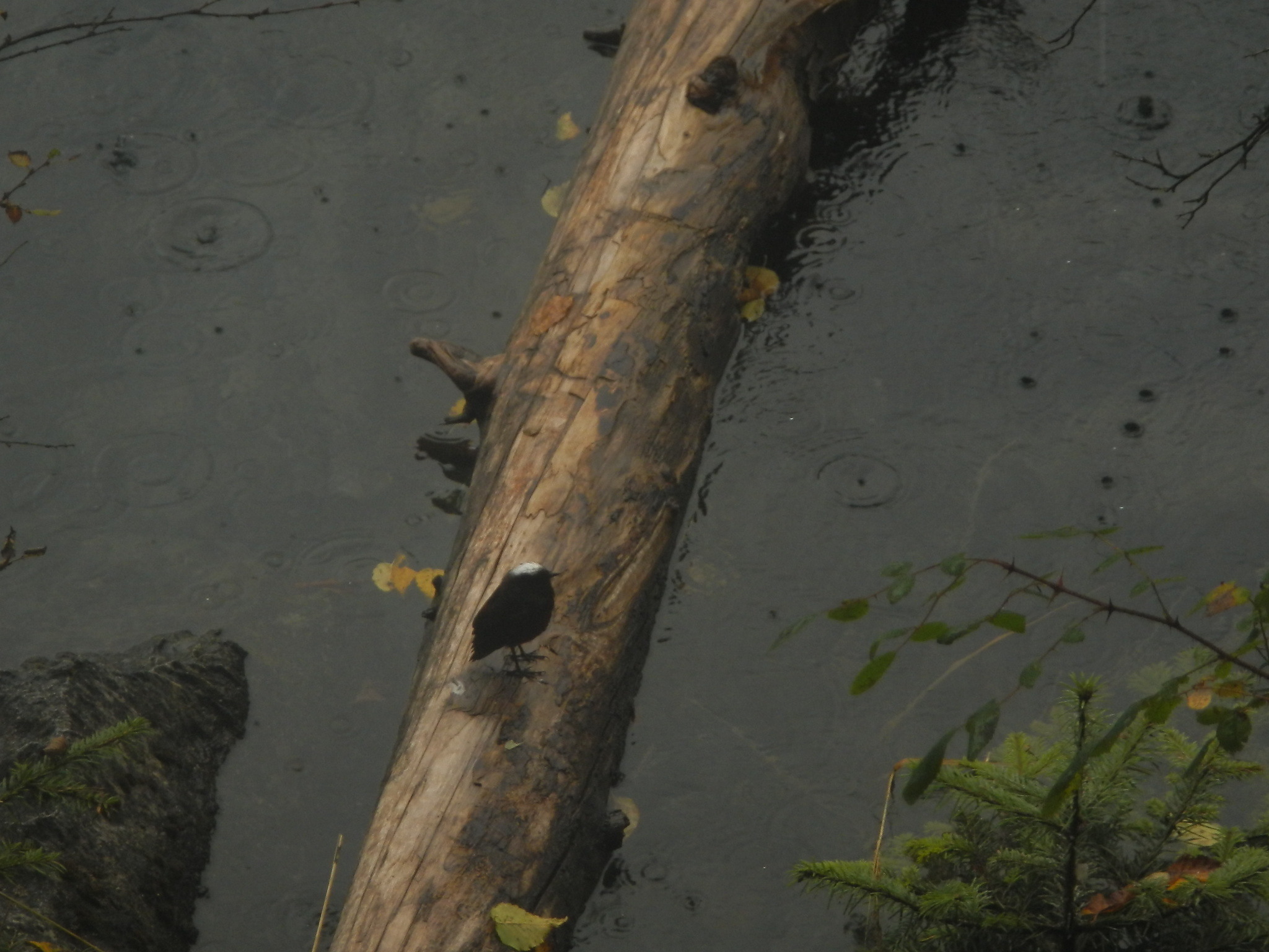 White-capped Redstart