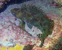 Chironemus maculosus