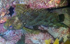 Chironemus maculosus