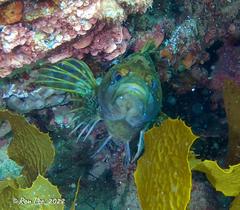 Chironemus maculosus